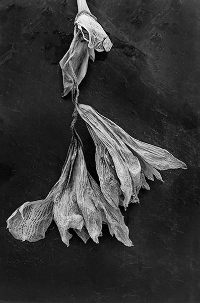 Faded Glory by Jean Pain.jpg - FADED GLORY